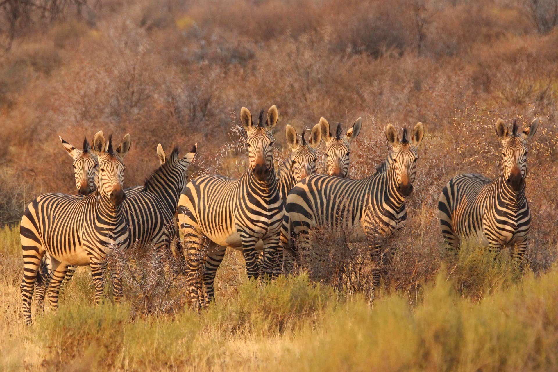 Zebras on open East African savannah