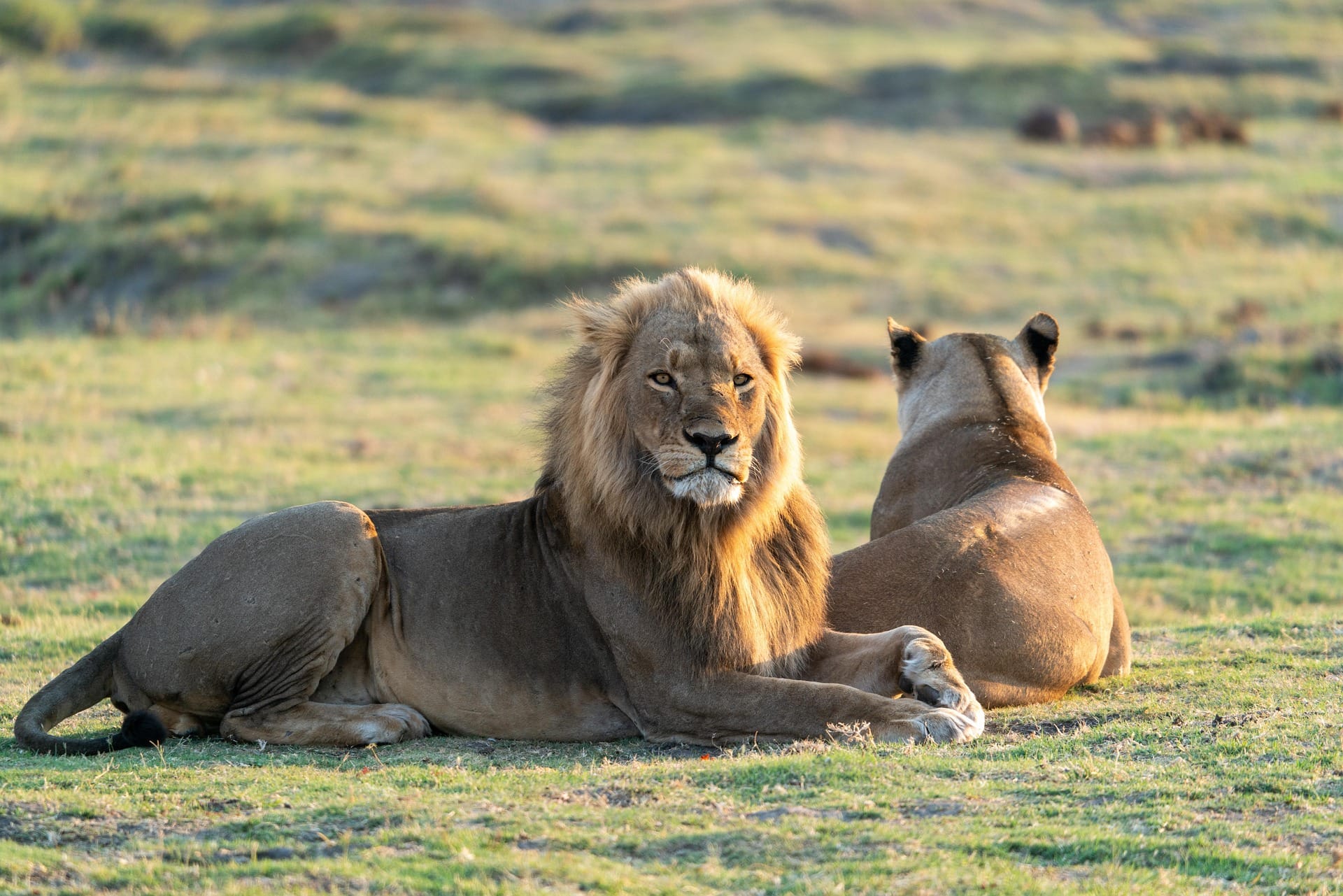 Lion and lioness resting on golden Masai Mara grassland Kenya safari